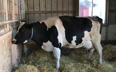 Stop milk leakage with Ubera Dry