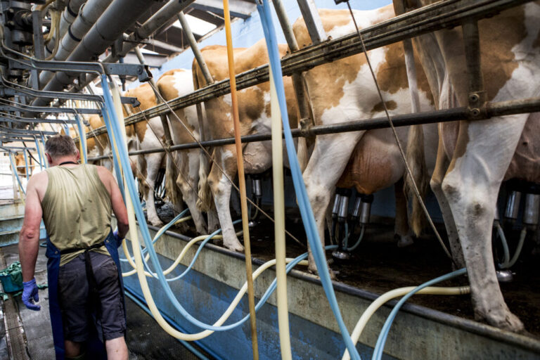 Ubera® Dry is a biodegradable external teat barrier